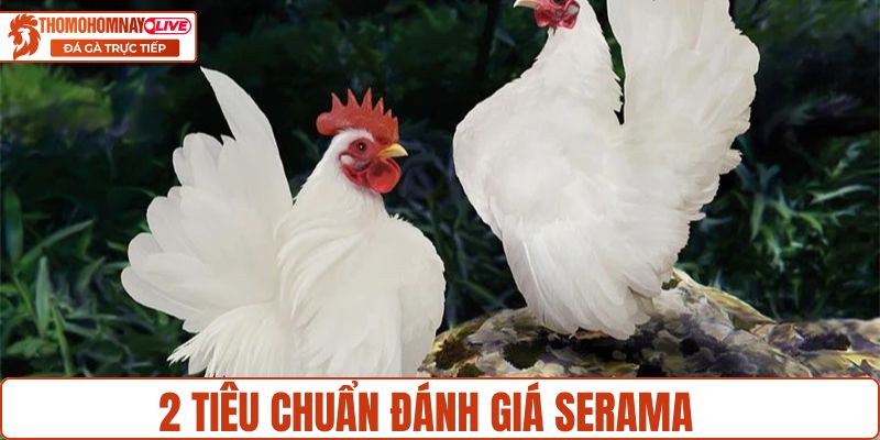 2 tiêu chuẩn đánh giá Serama