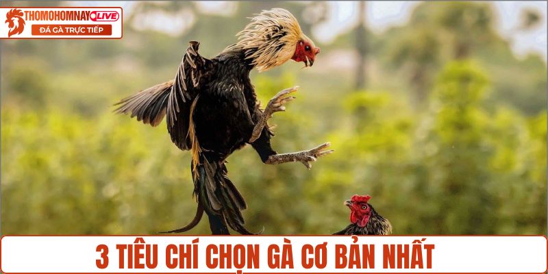 3 tiêu chí chọn gà cơ bản nhất