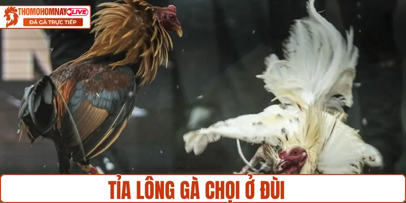 Áp dụng cách tỉa lông gà chọi ở đùi