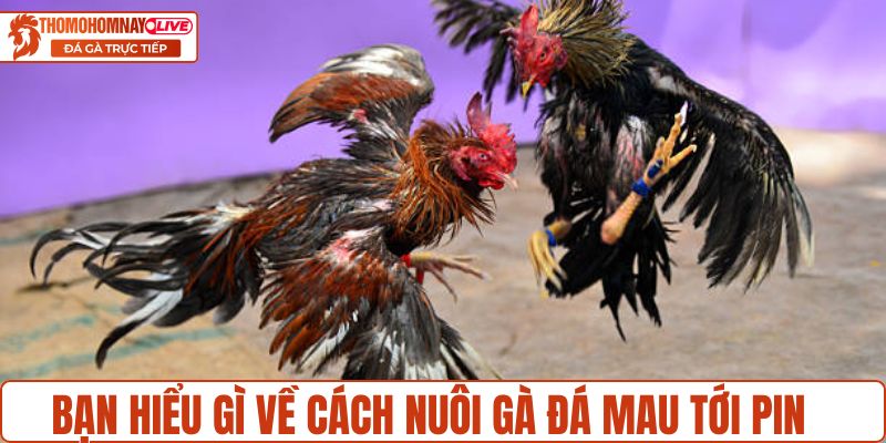 Bạn hiểu gì về cách nuôi gà đá mau tới pin