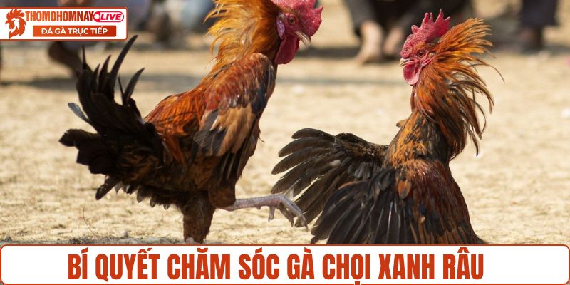 Bí quyết chăm sóc gà chọi Xanh Râu
