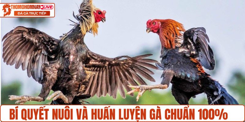 Bí quyết nuôi và huấn luyện gà chuẩn 100%