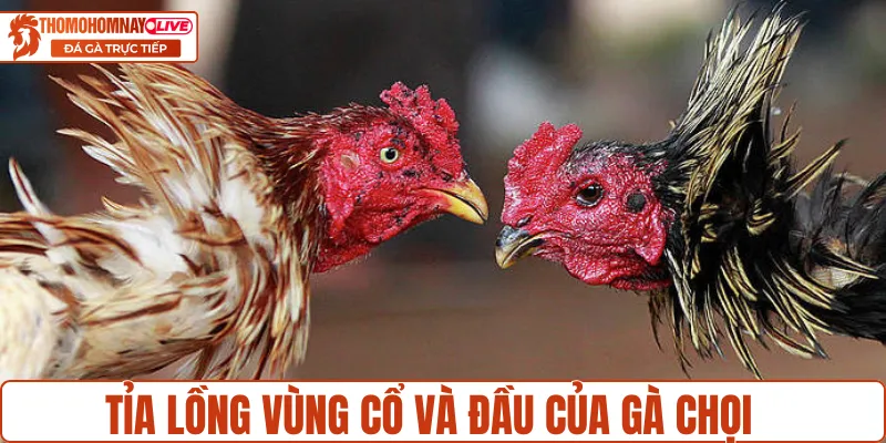 Các cách tỉa lông gà chọi ở từng bộ phận