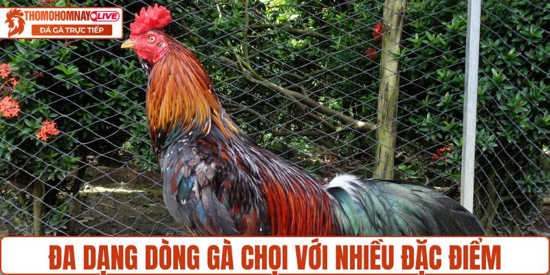 Các dòng gà chọi và đặc điểm nổi bật