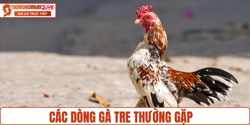 Các dòng gà tre thông dụng nhất