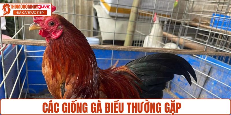 Các giống điều ô thường gặp hiện nay