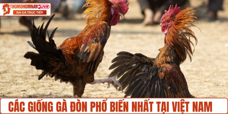 Các giống gà đòn phổ biến nhất tại Việt Nam