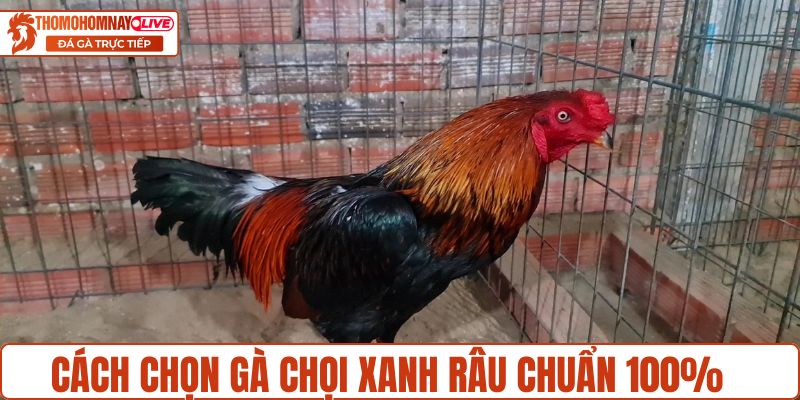 Cách chọn gà chọi Xanh Râu chuẩn 100%