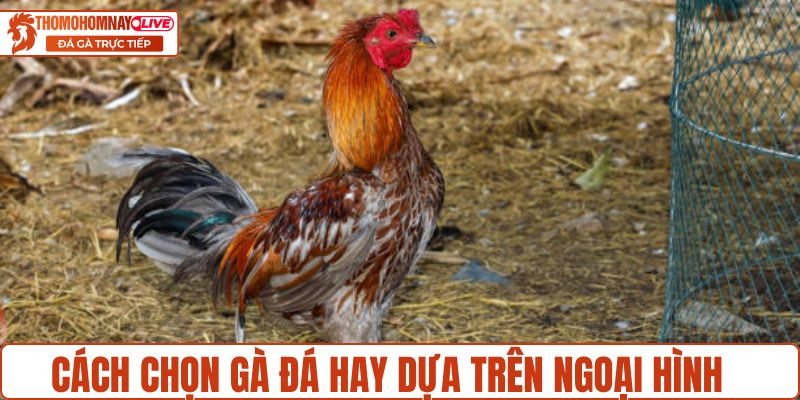 Cách chọn gà đá hay dựa trên ngoại hình