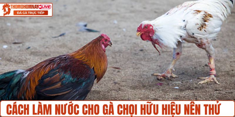 Cách làm nước cho gà chọi hữu hiệu nên thử