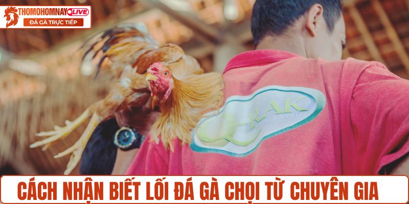 Cách nhận biết lối đá gà chọi từ cao thủ