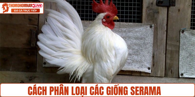 Cách phân loại các giống Serama