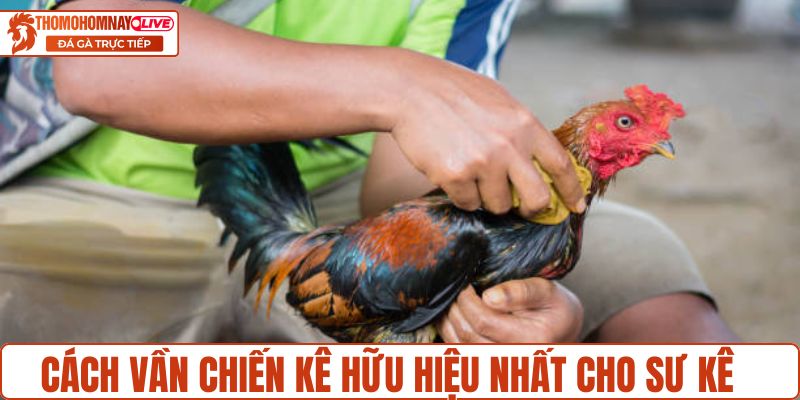 Cách vần chiến kê hữu hiệu nhất cho sư kê