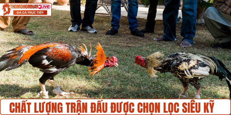 Chất lượng trận đấu được chọn lọc siêu kỹ