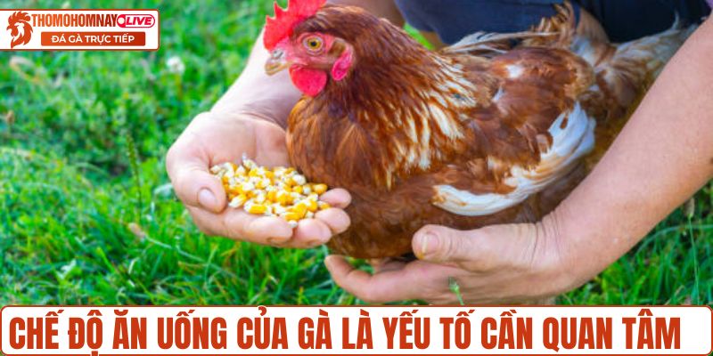 Chế độ ăn uống của gà là yếu tố cần quan tâm