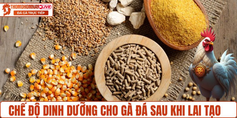 Chế độ dinh dưỡng cho gà đá sau khi lai tạo