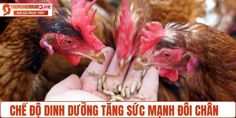 Chế độ dinh dưỡng tăng sức mạnh đôi chân