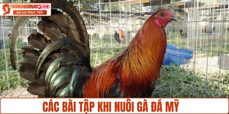 Chế độ luyện tập bài bản khi nuôi gà đá Mỹ