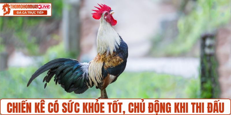 Chiến kê có sức khỏe tốt, chủ động trong thi đấu