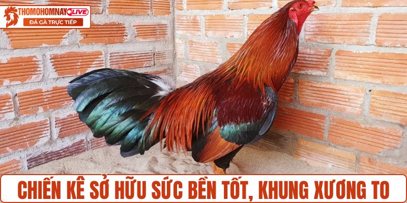 Chiến kê sở hữu sức bền tốt, khung xương to