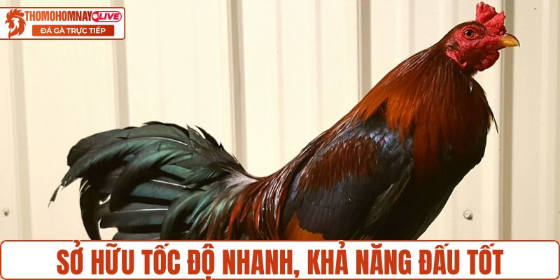 Chiến kê sở hữu tốc độ nhanh, khả năng thi đấu tốt