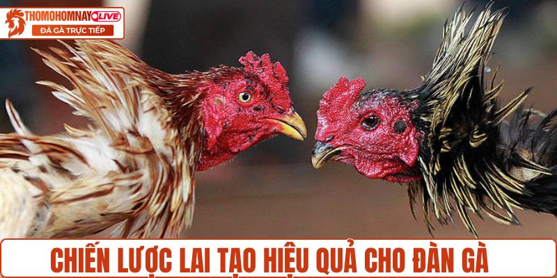 Chiến lược lai tạo hiệu quả cho đàn gà