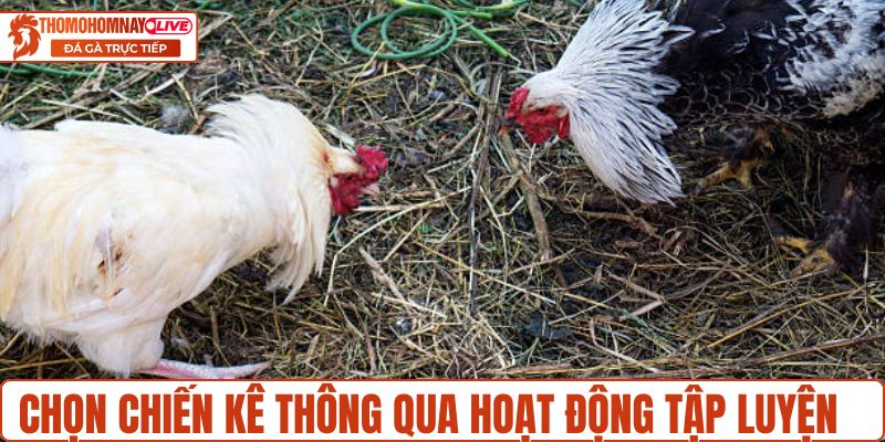 Chọn chiến kê thông qua hoạt động tập luyện