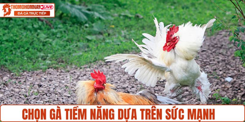 Chọn gà chọi tiềm năng dựa trên sức mạnh