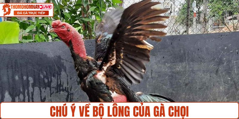 Chú ý về bộ lông của gà chọi