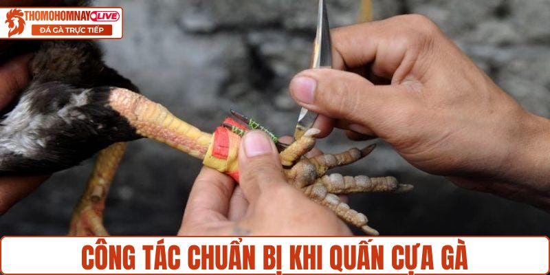 Công tác chuẩn bị khi quấn cựa gà