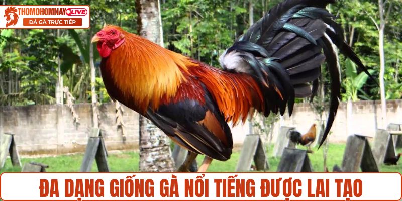 Đa dạng giống gà chọi nổi tiếng được lai tạo