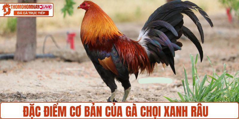 Đặc điểm cơ bản của gà chọi Xanh Râu