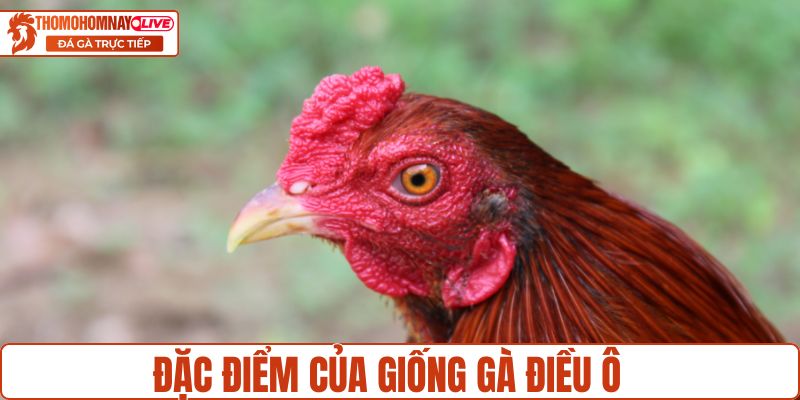 Đặc điểm của giống gà điều ô