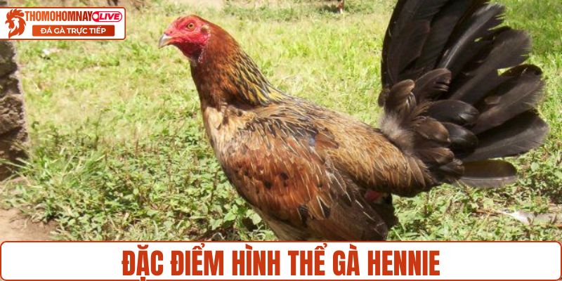Đặc điểm hình thể gà hennie
