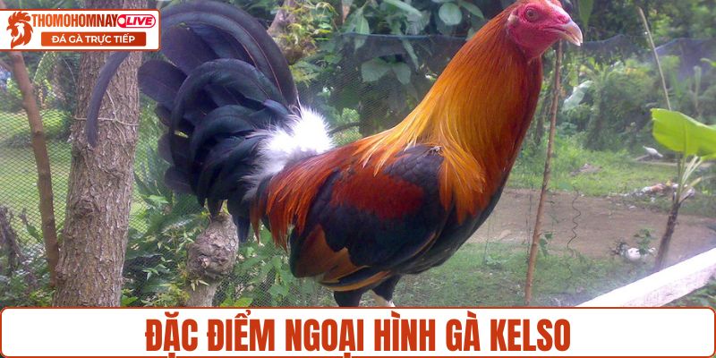 Đặc điểm ngoại hình riêng của gà kelso