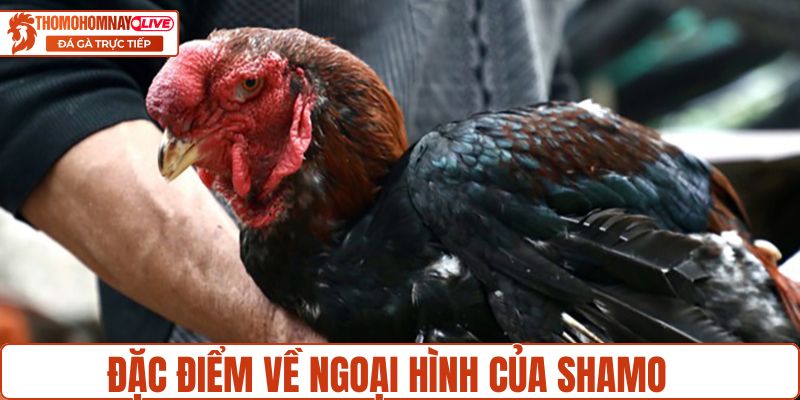 Đặc điểm về ngoại hình của Shamo