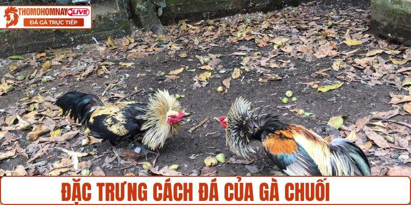 Đặc trưng cách đá của gà chuối trên sới