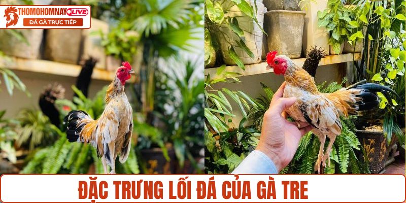 Đặc trưng lối đá của gà tre
