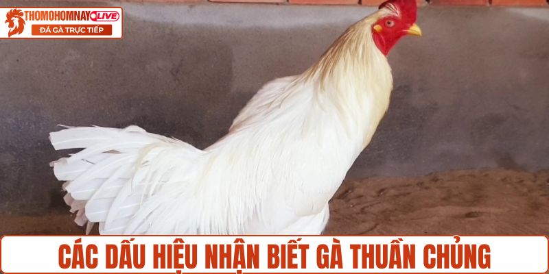 Điểm danh các dấu hiệu nhận biết gà thuần chủng