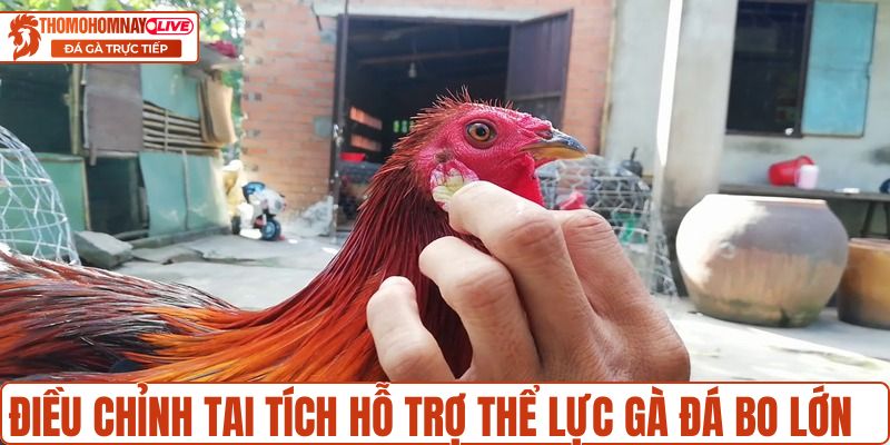 Điều chỉnh tai tích hỗ trợ thể lực gà đá bo lớn