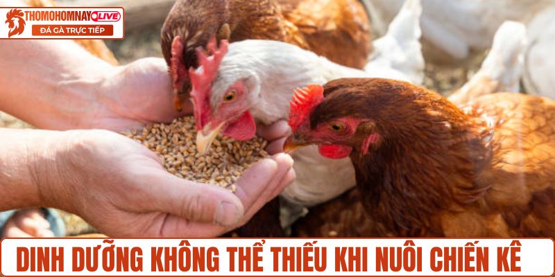 Dinh dưỡng không thể thiếu khi nuôi chiến kê