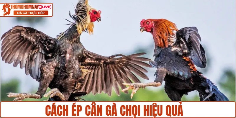 Ép cân gà chọi hiệu quả với chế độ ăn uống