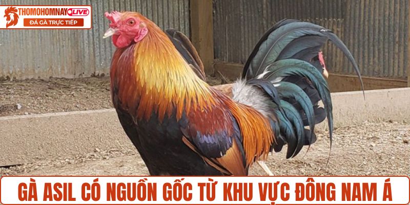 Gà Asil có nguồn gốc từ khu vực Đông Nam Á