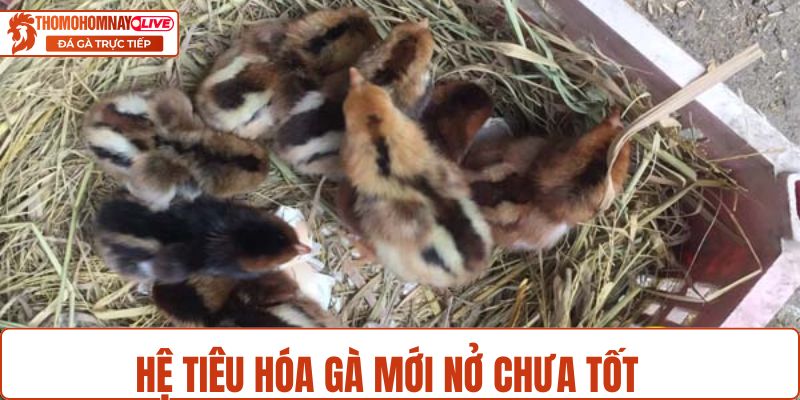 Hệ tiêu hóa gà chọi mới nở chưa tốt