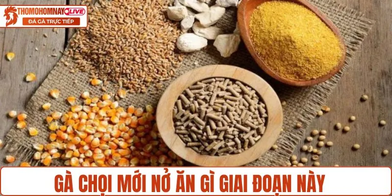 Gà chọi mới nở sẽ ăn gì?