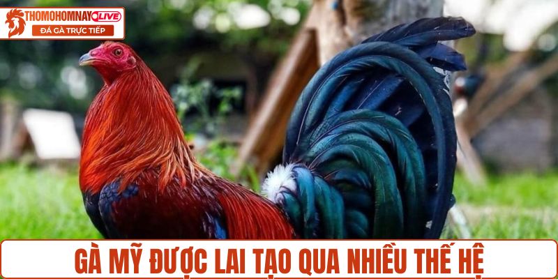 Gà Mỹ được lai tạo qua nhiều thế hệ trước khi thi đấu