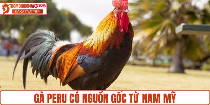 Gà Peru có nguồn gốc từ khu vực Nam Mỹ