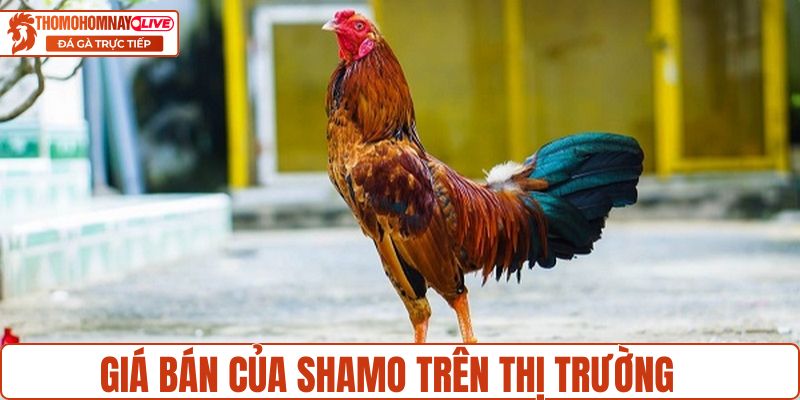 Giá bán của Shamo trên thị trường