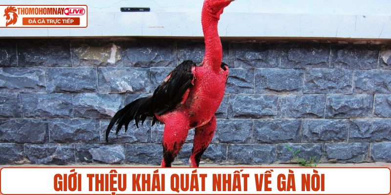 Giới thiệu khái quát nhất về gà Nòi