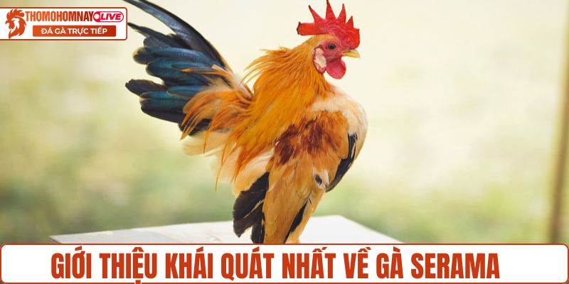 Giới thiệu khái quát nhất về gà Serama